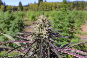 What’s the Difference Between Cannabis, Marijuana, Hemp, and CBD Flower?