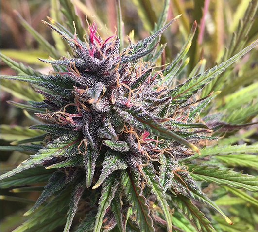 Purple-Emperor-Tweedle-Farms